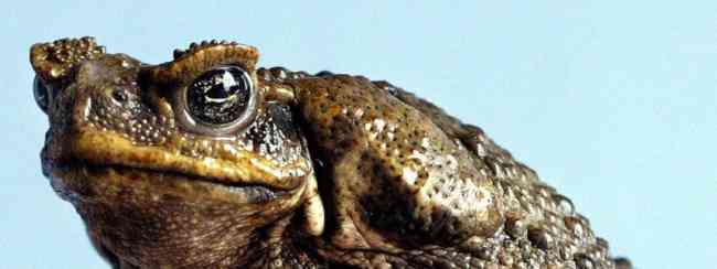 Scientists identify the cane toad’s deadly enemies